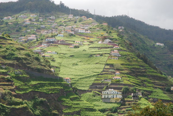 Madeira's vineyards are part of the islands wonderful scenery